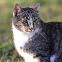 Томми Миу - котяра здоровяк Томми Миу - котяра здоровяк