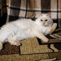 Незабудка - кошка-голубоглазка окраса РЕД ПОИНТ Незабудка - кошка-голубоглазка окраса РЕД ПОИНТ