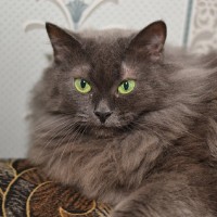 Дымка пушистая - шарик на ножках Дымка пушистая - шарик на ножках