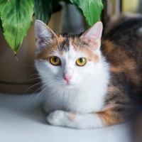 Рыся Куликовская - счастливая трехцветочка Рыся Куликовская - счастливая трехцветочка
