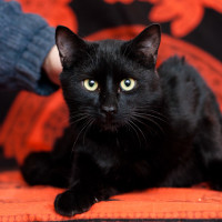 Миф - сказочный котик Миф - сказочный котик
