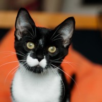 Брамс - черно-белый котёнок Royal Брамс - черно-белый котёнок Royal