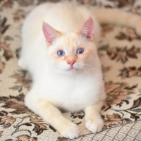 Йогурт Нежный - невероятно ласковый котик Йогурт Нежный - невероятно ласковый котик