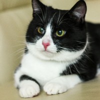 Феликс Фанипольский Феликс Фанипольский