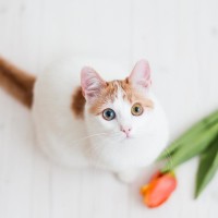 Белочка Маяковская Белочка Маяковская
