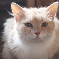 Элис-рыжая - кошечка милашечкка Элис-рыжая - кошечка милашечкка