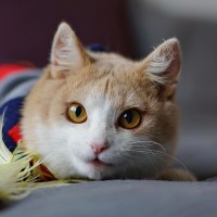 Гномик Заславский - диво дивное Гномик Заславский - диво дивное