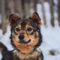 Нона - преданный друг в дар! Нона - преданный друг в дар!