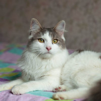 Митос - очаровательный котя Митос - очаровательный котя